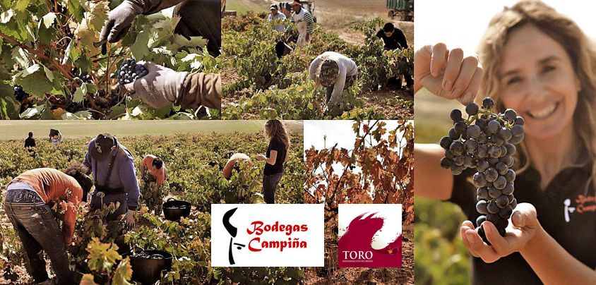 Bodegas Campina, Toro DO