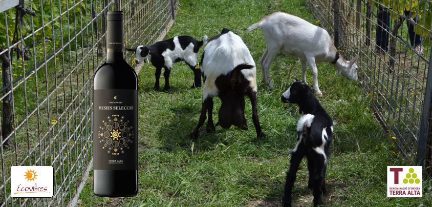 Ecovitres, Vins de Mesies, Terra Alta DO