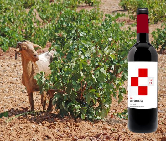 Hacienda Terra d'Uro,Toro DO